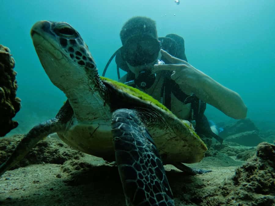 From Dubai: Try Scuba Diving, Snorkeling with BBQ & Transfer - Booking Advice and Final Verdict