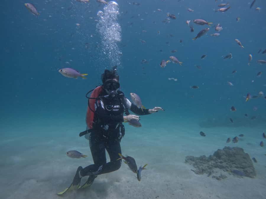 From Dubai: Try Scuba Diving, Snorkeling with BBQ & Transfer - Getting Ready at Reef Oasis in Fujairah