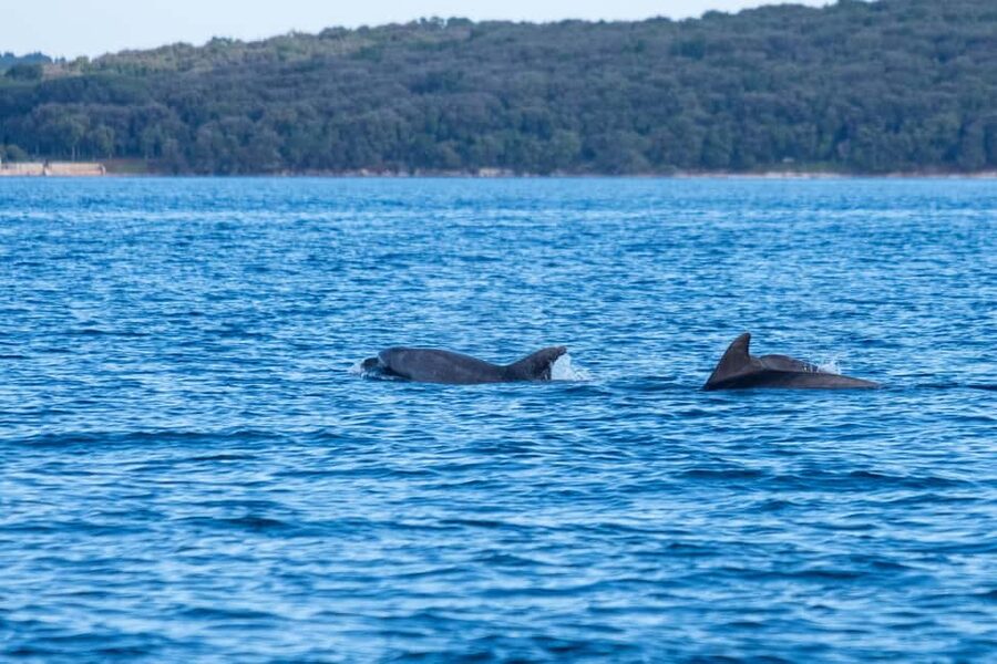 From Fazana: Dolphin watching and snorkeling in Blue Cave - Why the private group price can make sense