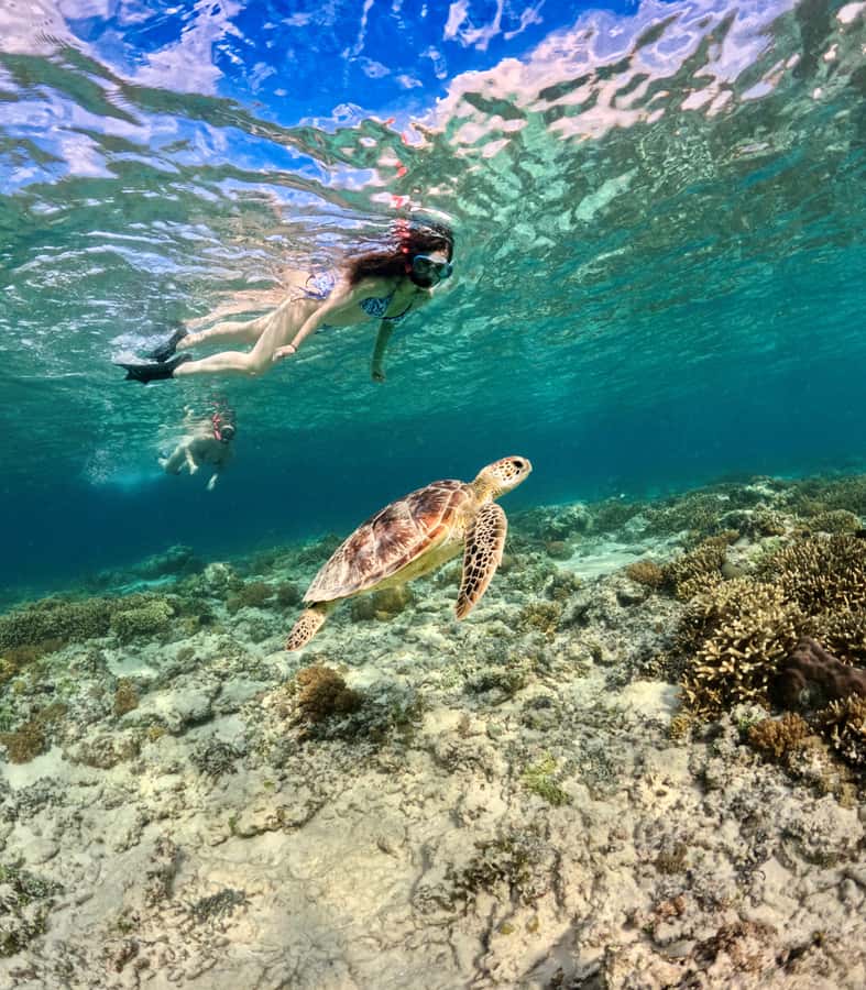From Gili Air: Private or Small Group Snorkeling Boat Tour - How to get the best day for $16