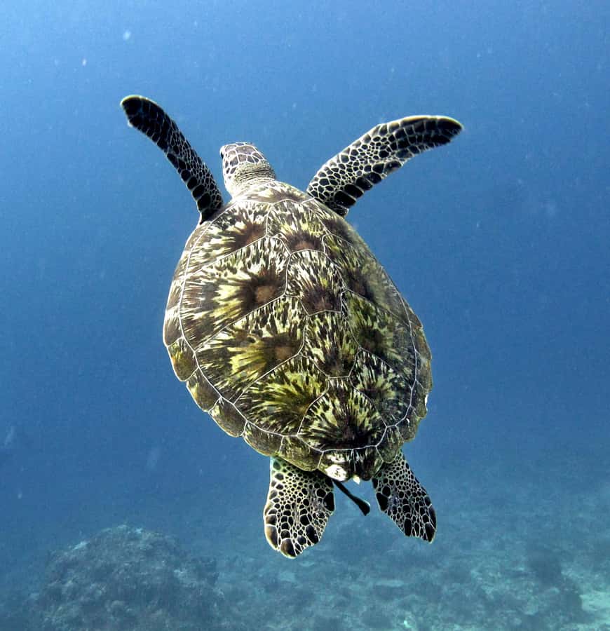 From Gili Air/Trawangan: Glass-Bottom Boat with Snorkeling - Who will enjoy this most?
