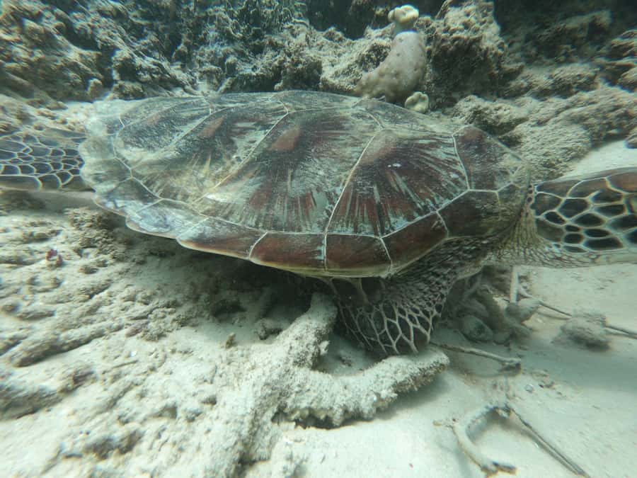 From Gili Air/Trawangan: Glass-Bottom Boat with Snorkeling - Shared trip or private boat?