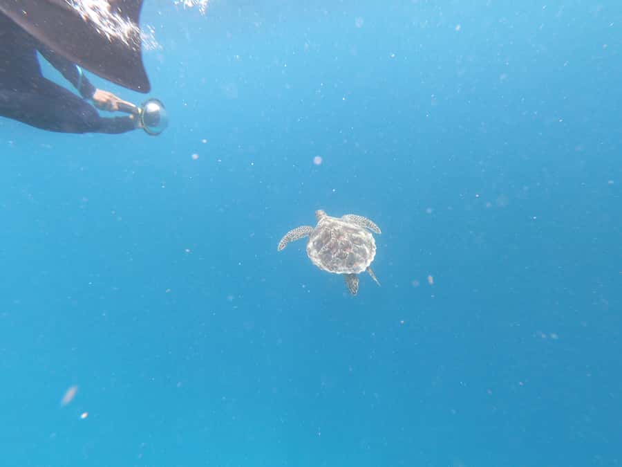 From Gili Air/Trawangan: Glass-Bottom Boat with Snorkeling - The crew makes the trip easier