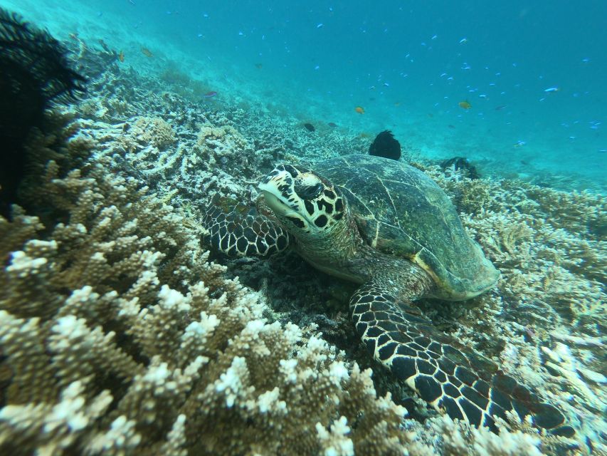 From Gili Air/Trawangan: Glass-Bottom Boat with Snorkeling - Gili Meno gives you a useful pause