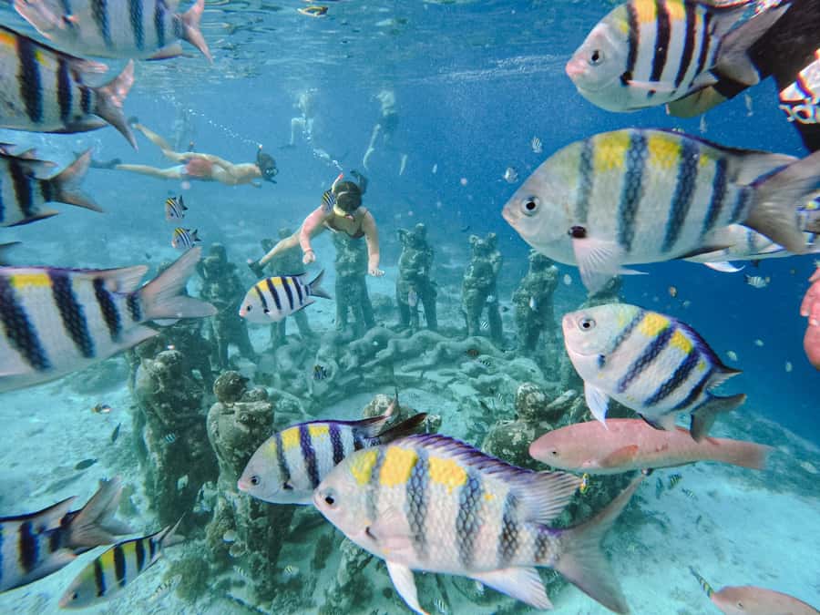 From Gili Meno: Private Snorkeling with Turtle & Statue - Quick points before you book