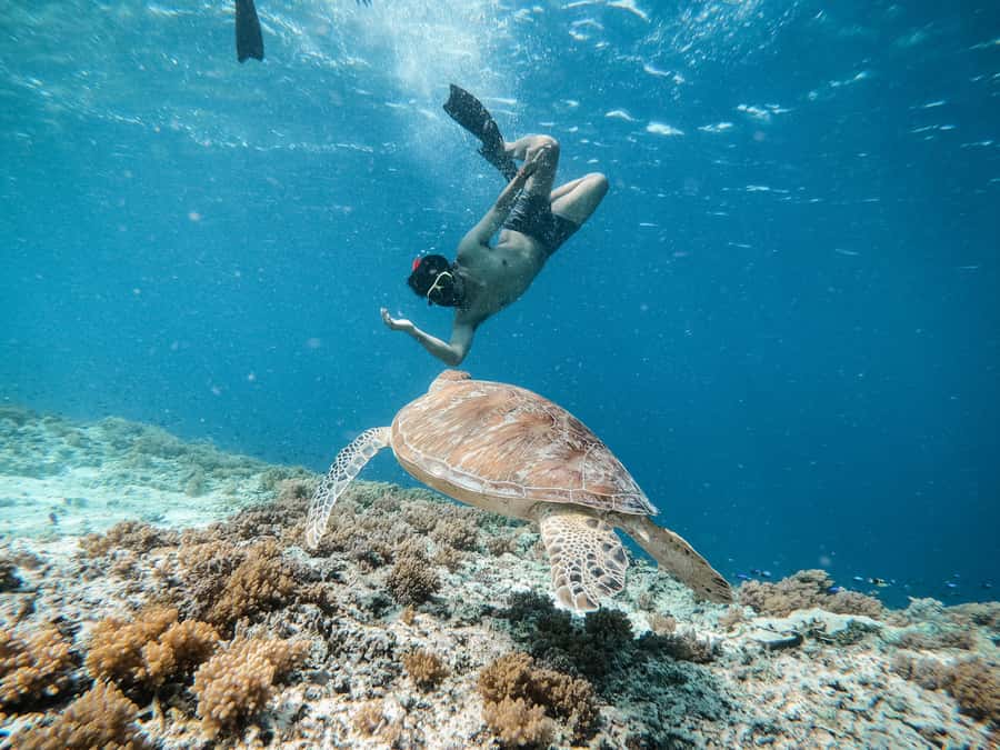 From Gili Meno: Private Snorkeling with Turtle & Statue - Stop two: swimming near the Gili turtles