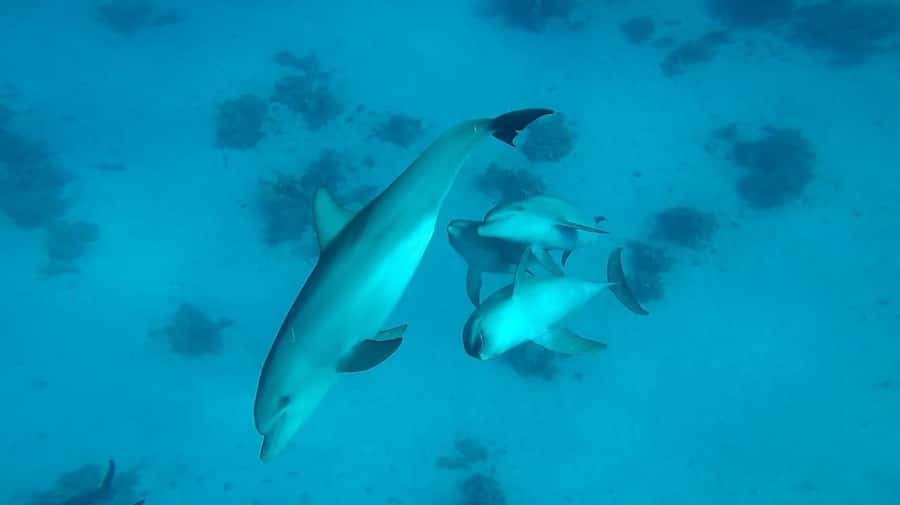 From Hurghada: Orange bay Snorkeling Cruise with Lunch - Orange or Giftun Island for about 45 minutes