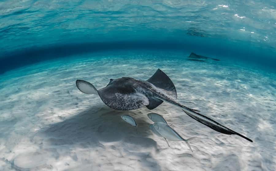 From Hurghada: Orange bay Snorkeling Cruise with Lunch - Crew care and language support