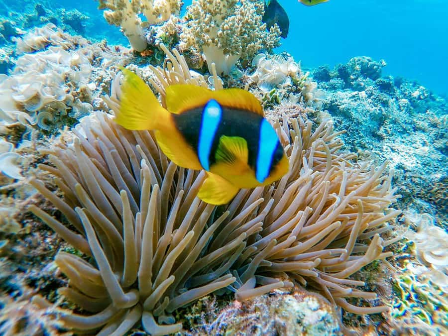 From Hurghada: Orange bay Snorkeling Cruise with Lunch - What the $31 price really includes