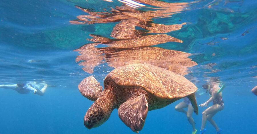 From Ka'anapali: West Maui Half-Day Snorkel Tour w/ Food - Setting Out From Whalers Village