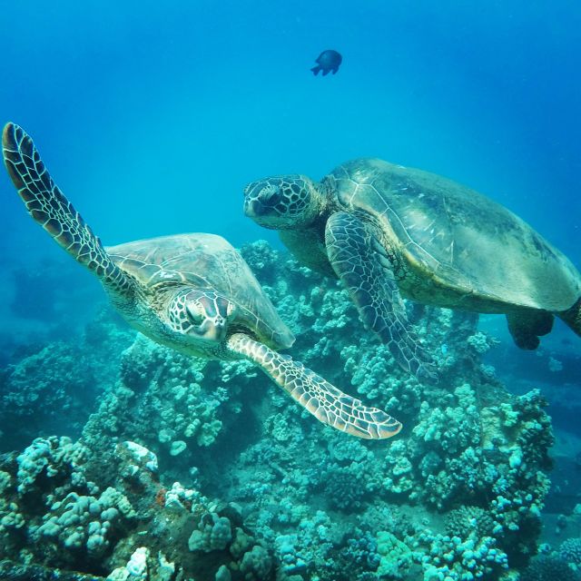 From Kaanapali: Afternoon West Maui Snorkeling w/ Drinks - Why an afternoon cruise makes sense in Kaanapali