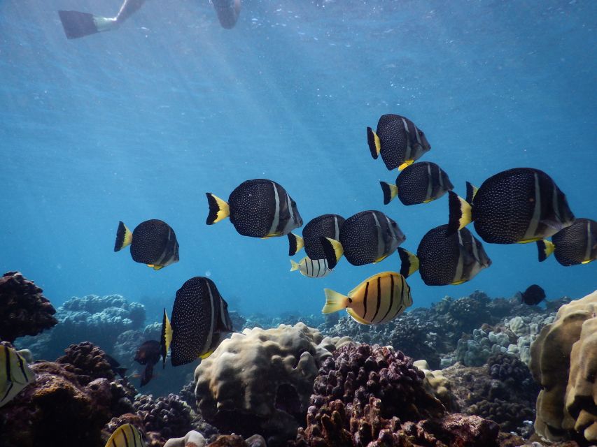 From Kaanapali: Afternoon West Maui Snorkeling w/ Drinks - Reaching West Maui’s snorkeling spots