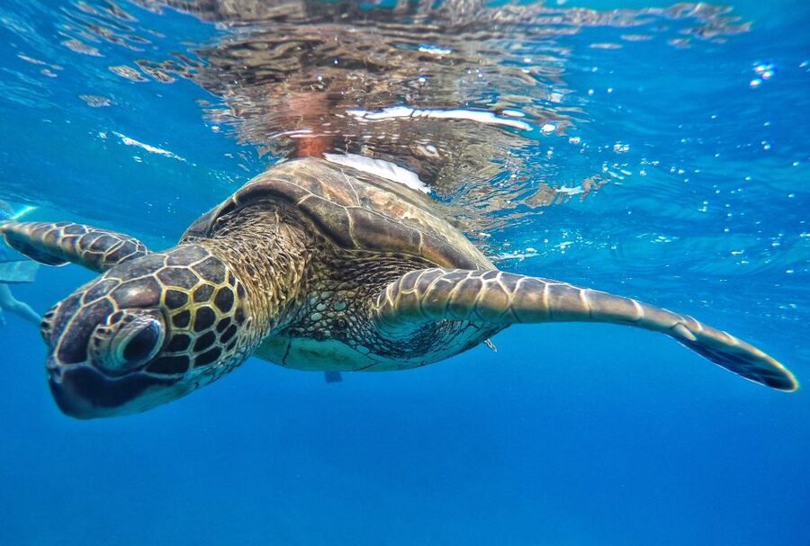 From Kaanapali: Afternoon West Maui Snorkeling w/ Drinks - What you can see below the surface