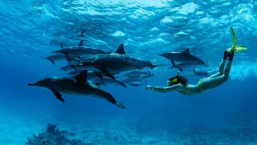 From Kendwa: Mnemba Boat Trip and Dolphin Snorkel Adventure - A morning built around dolphins, reef, and tide