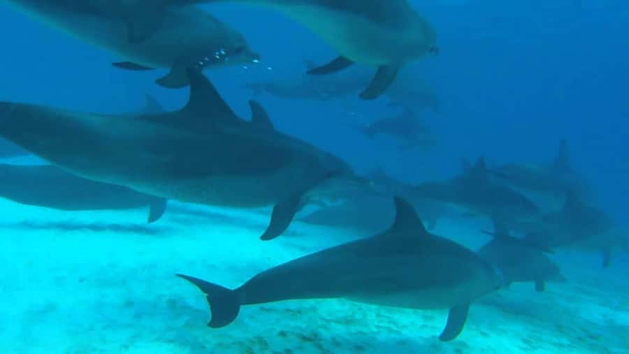From Kendwa: Mnemba Boat Trip and Dolphin Snorkel Adventure - How the guides shape the experience