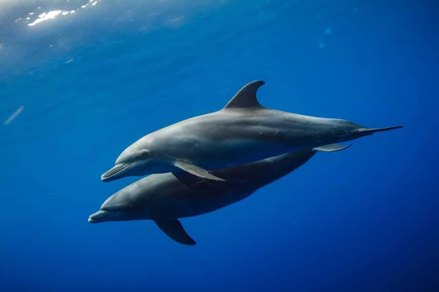 From Kendwa: Mnemba Boat Trip and Dolphin Snorkel Adventure - Dolphin watching with a lighter touch