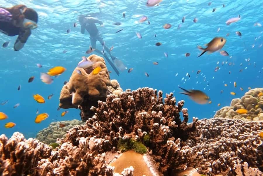 From Khao Lak & Phuket: Similan Islands Snorkeling Day Trip - Small details that improve the day