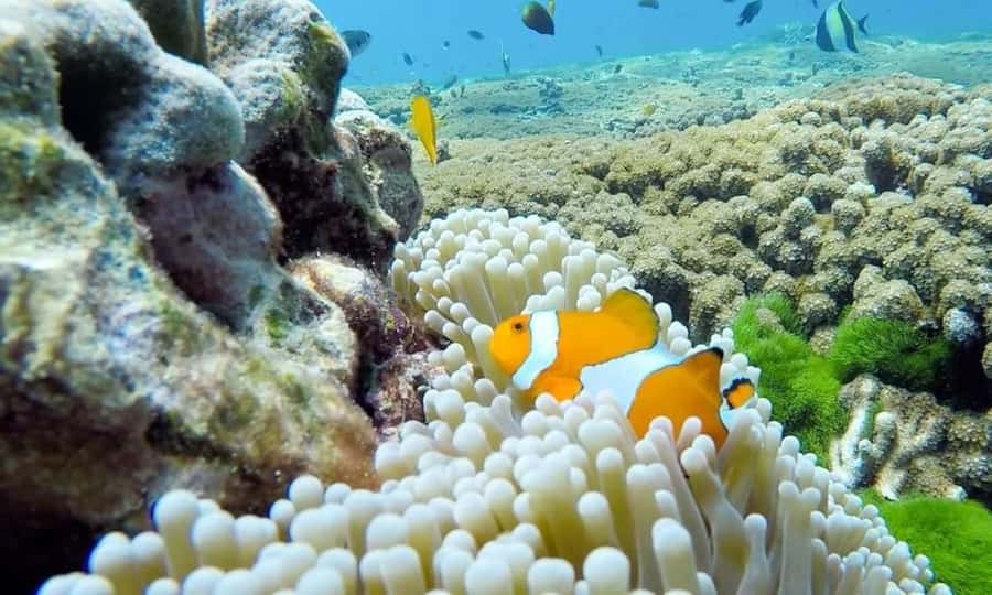 From Khao Lak & Phuket: Similan Islands Snorkeling Day Trip - The trip home and the late-day refreshment stop