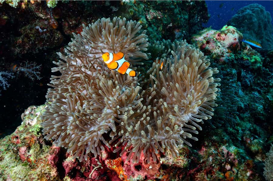 From Khao Lak: Similan Islands Day Trip with Snorkeling - Koh Miang, lunch, and Princess Beach