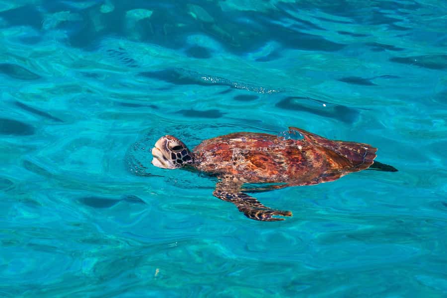 From Khao Lak: Similan Islands Snorkeling Trip with Lunch - The speedboat ride to the Similan Islands