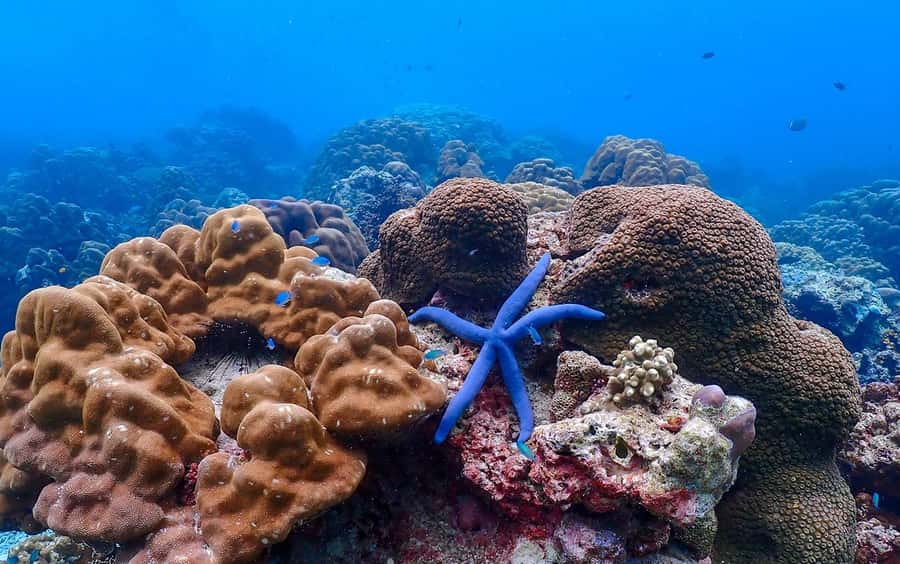 From Khao Lak: Surin Islands Snorkeling Tour w/ Meals - Why the Surin Islands are worth the long day