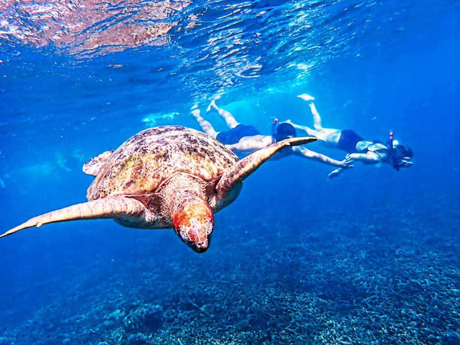 From Khao Lak: Surin Islands Snorkeling Tour w/ Meals - The early run to Namkhem Marina