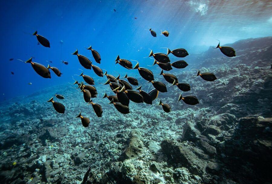 From Kihei: Molokini Crater and Turtle Town Snorkeling - Wildlife beyond the snorkeling stops