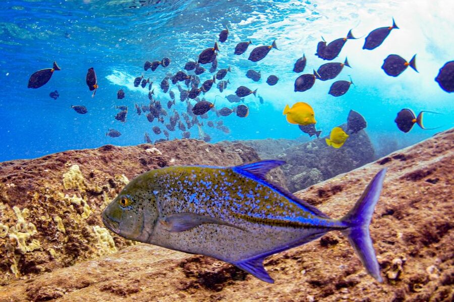From Kihei: Molokini Crater and Turtle Town Snorkeling - What the boat ride feels like
