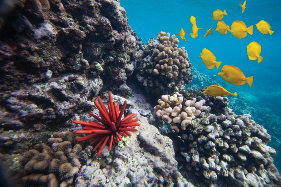 From Kihei: Molokini Crater and Turtle Town Snorkeling - Turtle Town and the search for Hawaiian honu