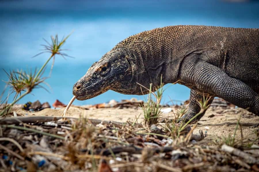 From Labuan Bajo Explore komodo island & Snorkeling - What your $109 buys from Labuan Bajo