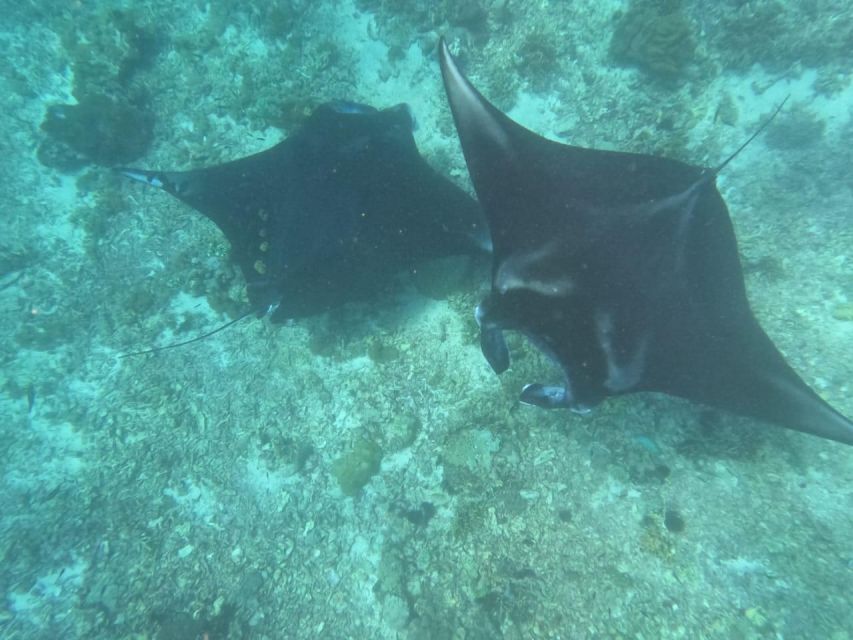 From Labuan Bajo Explore komodo island & Snorkeling - Manta Point and the chance to snorkel with rays
