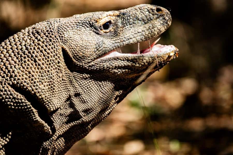 From Labuan Bajo Explore komodo island & Snorkeling - The early start at Labuan Bajo