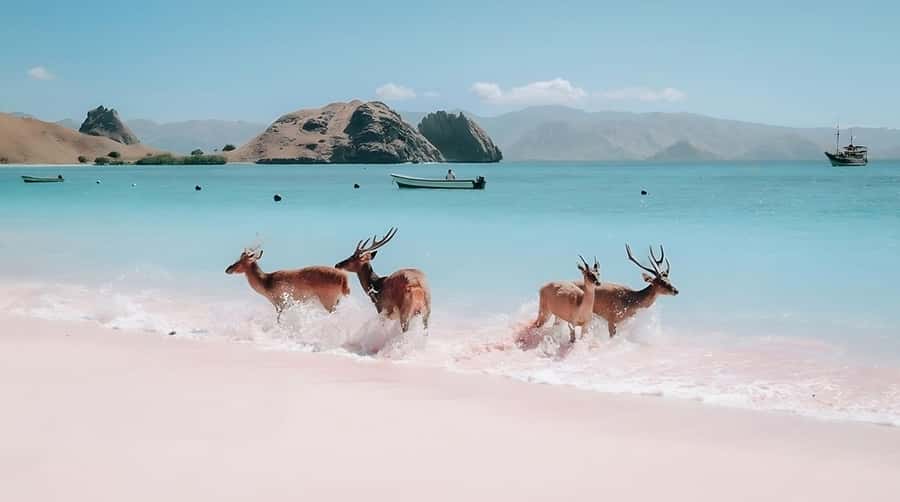 From Labuan Bajo: Komodo Island Day Tour with Snorkeling - Should you book the Komodo Island day tour?