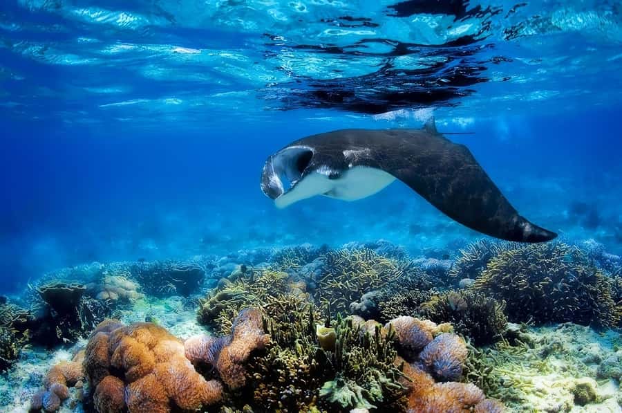 From Labuan Bajo: Komodo Island Day Tour with Snorkeling - Snorkeling is the real payoff for many people