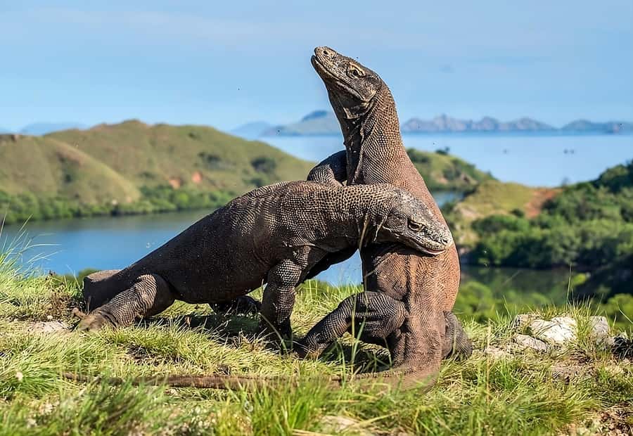 From Labuan Bajo: Komodo Island Day Tour with Snorkeling - Padar Island gives you the big view first