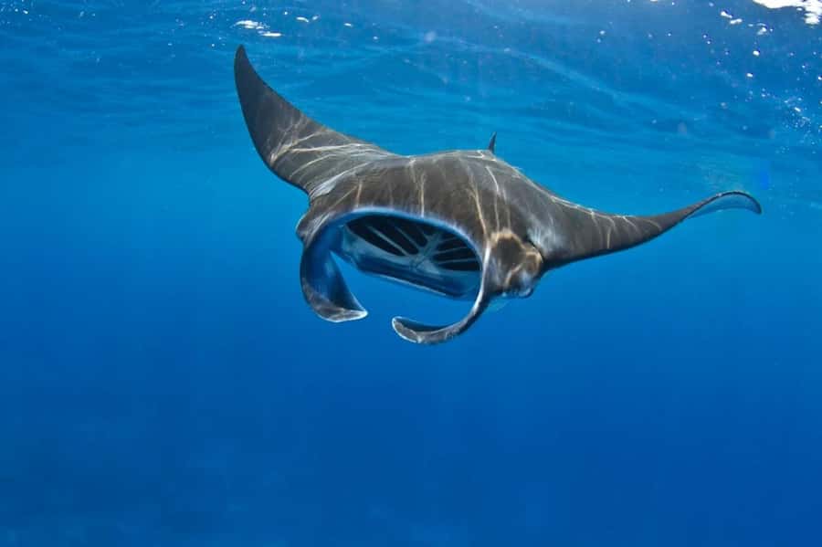 From Lembongan: Manta Point Snorkeling & West Penida Tour - Manta rays first, famous cliffs later