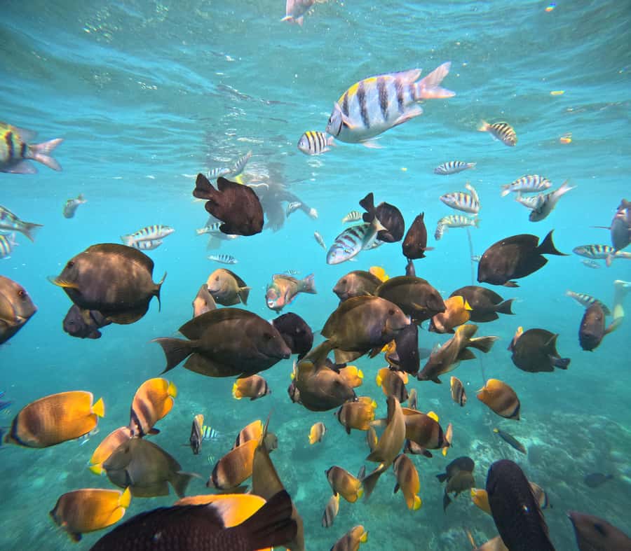 From Lembongan: Nusa Penida Private Snorkeling & West Tour - Why this Lembongan day works