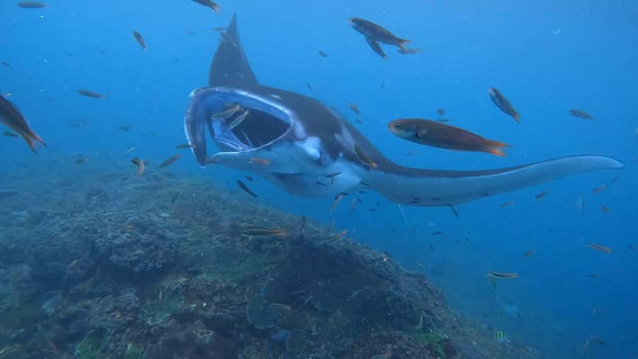 From Lembongan: Nusa Penida Private Snorkeling & West Tour - Leaving Lembongan for Toyapakeh Harbour