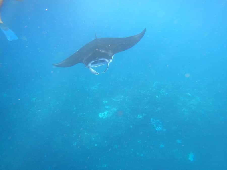 From Lembongan: Nusa Penida Private Snorkeling & West Tour - Kelingking Beach and the famous cliff view