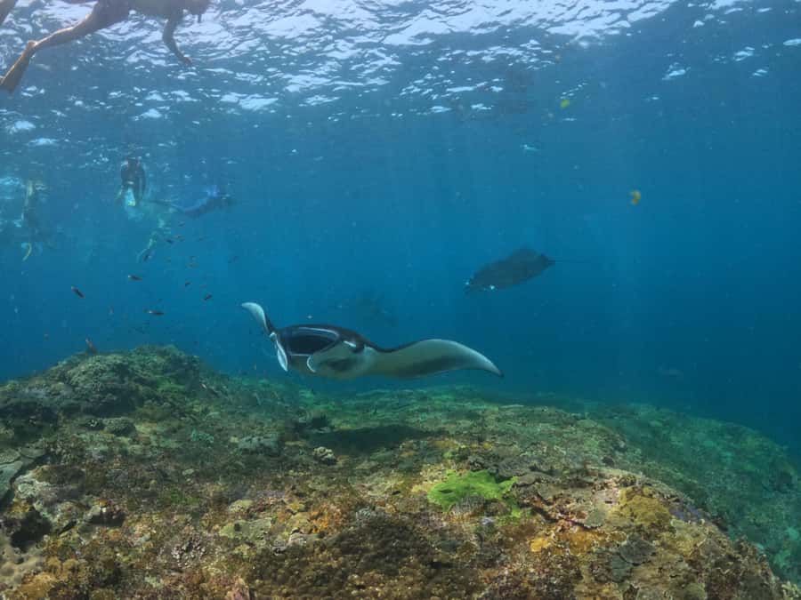 From Lembongan: Nusa Penida Snorkeling Day Trip - My verdict: book it for the wildlife, not perfect calm