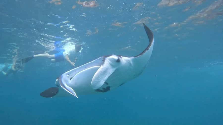 From Lembongan: Snorkeling 3 Spots, Mangrove and Land Tour - Key points at a glance