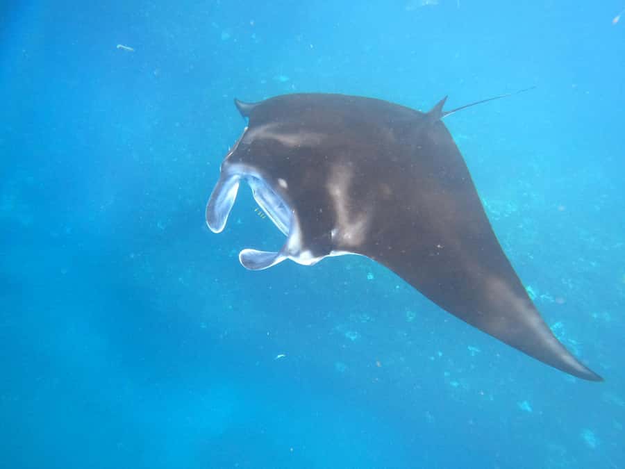 From Lembongan: Snorkeling 3 Spots, Mangrove and Land Tour - Why the manta encounter is never guaranteed