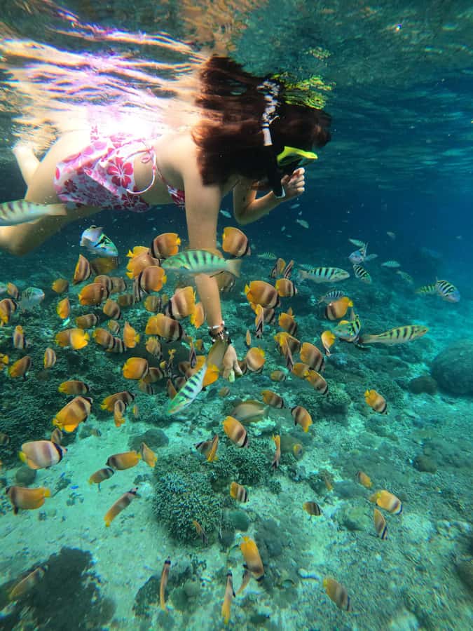 From Lembongan: Snorkeling 3 Spots, Mangrove and Land Tour - Crystal Bay: coral, fish, and better visibility