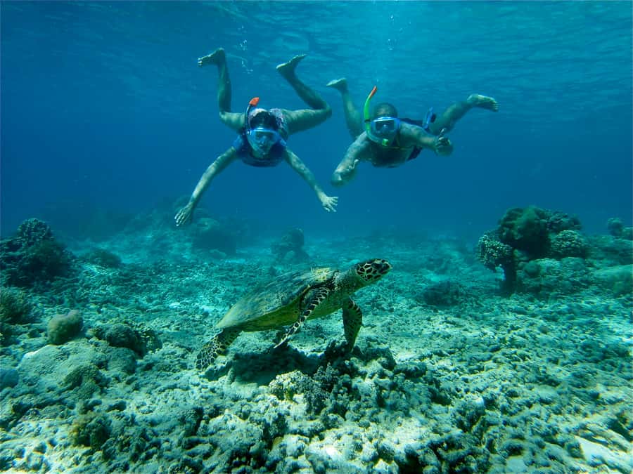 From Lombok: Gili Islands Snorkeling Day Trip - Key things to know before booking