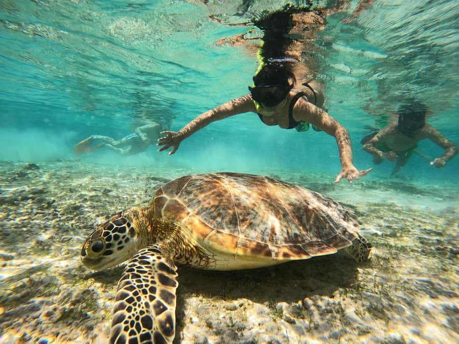 From Lombok: Gili Islands Snorkeling Day Trip - Three Gili Islands from Nipah Beach