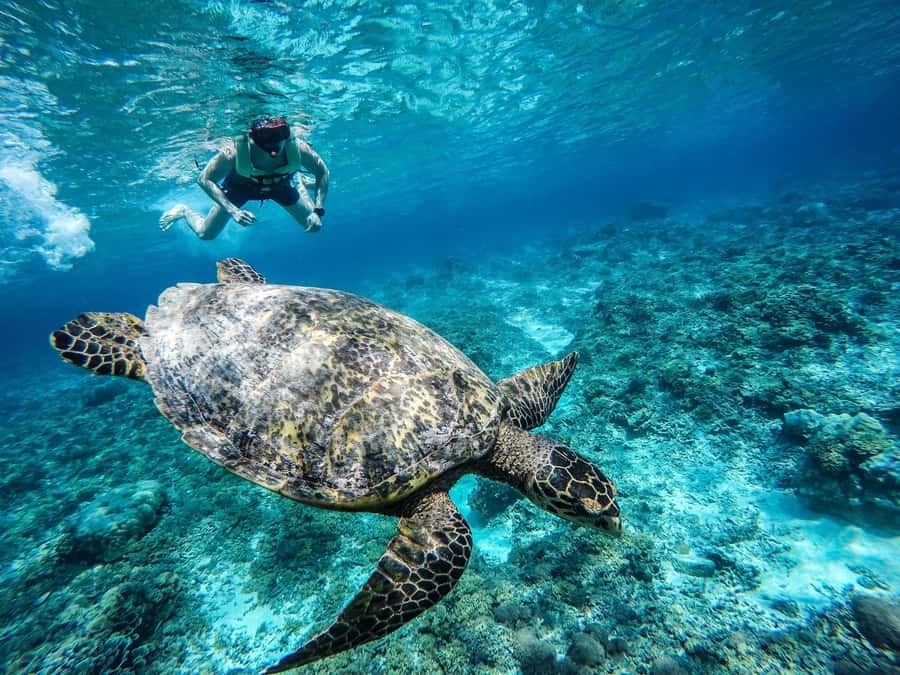 From Lombok: Gili Islands Snorkeling Day Trip - Gili Meno and the underwater statues