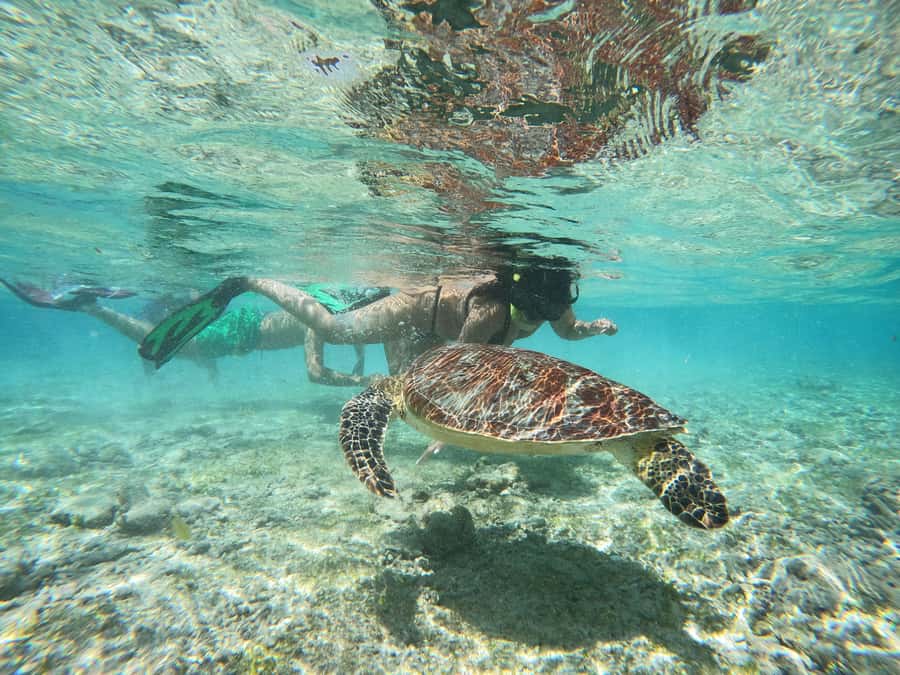 From Lombok: Gili Islands Snorkeling Day Trip - Gili Air and the final snorkel session