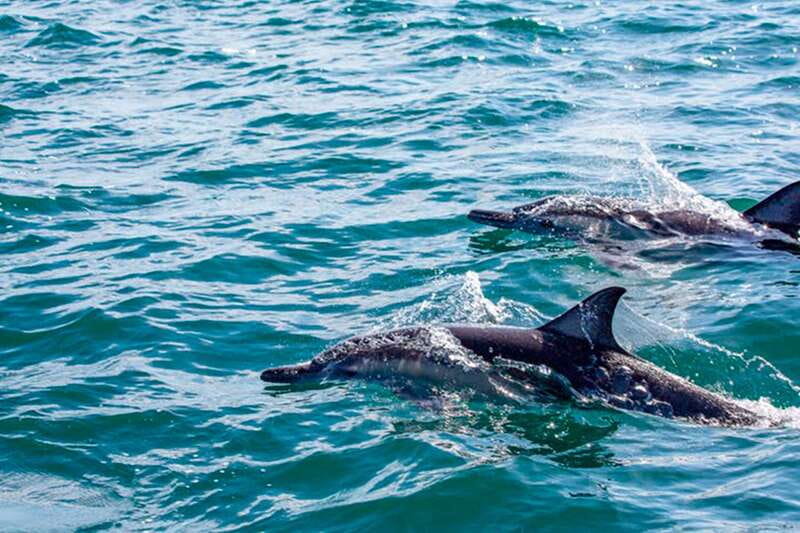 From Loreto: Coronado Island Snorkel - Coronado Island by Boat, Not Just by Beach