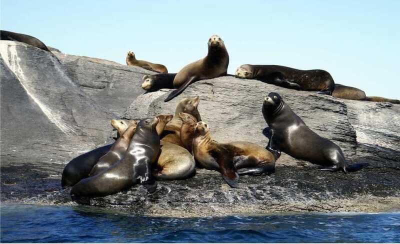 From Loreto: Coronado Island Snorkel - Should You Book the Coronado Island Snorkel?