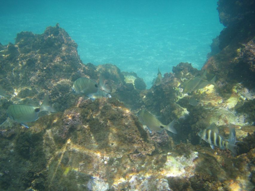 From Malaga: Cliffs of Maro Hike w/ Beach Visit & Snorkeling - Is $64 good value?